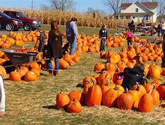 Image result for Pumpkin and Apple Picking