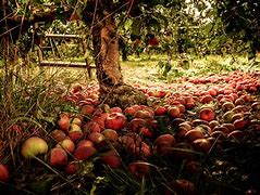 Image result for Apple Tree Orchard Autumn
