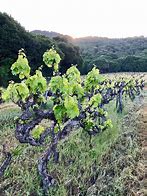 Image result for Ruth Lewandowski Grenache Gris Naomi Gibson Ranch