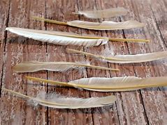 Image result for Painted Goose Feathers