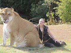 Image result for Biggest Liger in the World