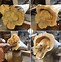 Image result for Cute Animal Sculpture