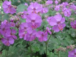 Image result for Geranium cantabrigiense (x) Karmina