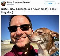 Image result for Chihuahua Meme