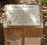 Image result for Newton 1666 Apple