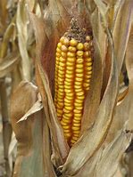 Image result for Dried Corn