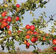Image result for Alabama Apple Trees