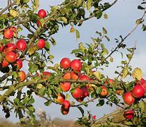 Image result for Healthy Apple Tree