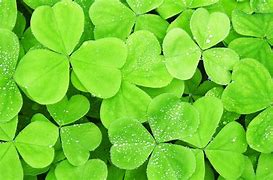 Image result for Shamrock 4K