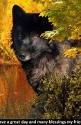 Image result for Fall Wolf Wallpaper
