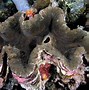 Image result for Giant Pacific Clam