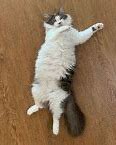 Image result for Happy Dance Cat Meme