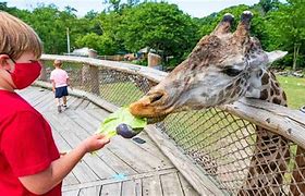 Image result for Cleveland Zoo Sony A1