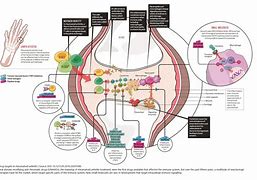 Image result for Cytokines in RA