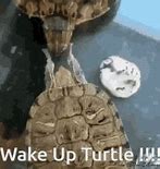 Image result for WoW Turtle Meme GIF