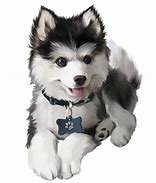 Image result for Really Cute Husky Puppies
