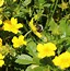 Image result for Potentilla aurea