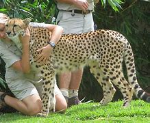 Image result for Zookeeper Picture