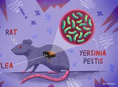Image result for Yersinia Pestis Cartoon