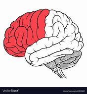 Image result for Front View of Brain in Head