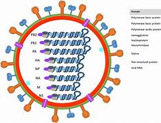 Image result for Influenza a Virus Subtype H5N1