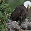 Image result for A Bald Eagle with No Feathers