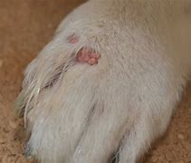 Image result for Wart On Dog Leg