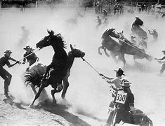 Image result for Wild Horse Race DVD