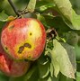 Image result for Pink Pearl Apple Trees Scab