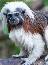 Image result for Smallest Monkey Species