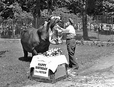Image result for Bronx Zoo Hippo