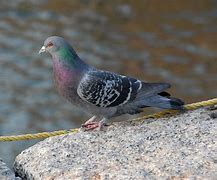 Image result for Didunculus Columbidae