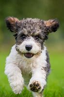 Image result for Mixed Breed Dogs Images