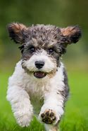 Image result for Small Mix Breed Dogs