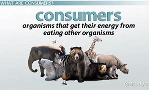 Image result for Consumer Animals List