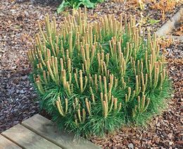 Image result for Pinus nigra Pierrick Brégeon