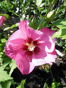 Hibiscus syr. Woodbridge ਲਈ ਪ੍ਰਤੀਬਿੰਬ ਨਤੀਜਾ