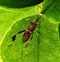 Image result for "leaffooted-bug"