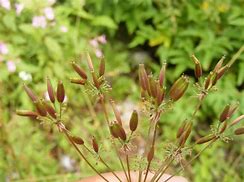 Image result for chaerophyllum