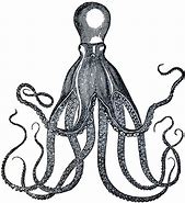 Image result for Old Octopus Drawing
