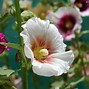 Bildergebnis für Alcea rosea double purple