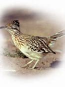 Image result for Road Runner Real Life