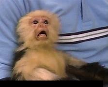 Image result for Angry Monkey Meme