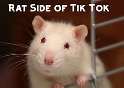 Image result for Sad Rat Meme Tik Tok
