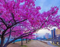 Image result for Japan Sakura Street