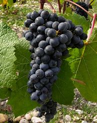 Image result for Lynfred Petit Verdot