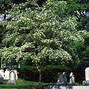 Image result for Chionanthus retusus