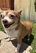 Image result for Dog Lazy Eye