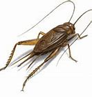 Image result for Least Squares Fit Tree Cricket Chirp