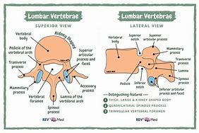 Image result for Human Lumbar Vertebrae